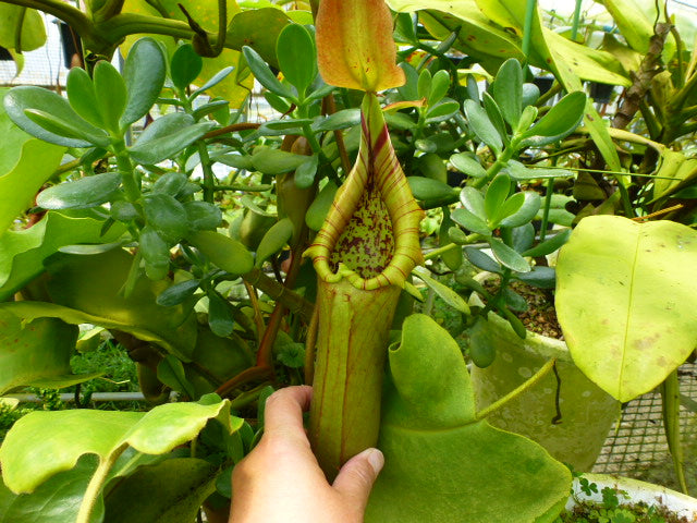 Nepenthes truncata (d) x Pasian Highland Red – Carnivero