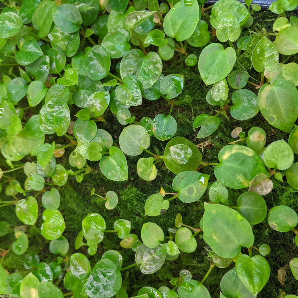 
                      
                        Anthurium forgetii
                      
                    