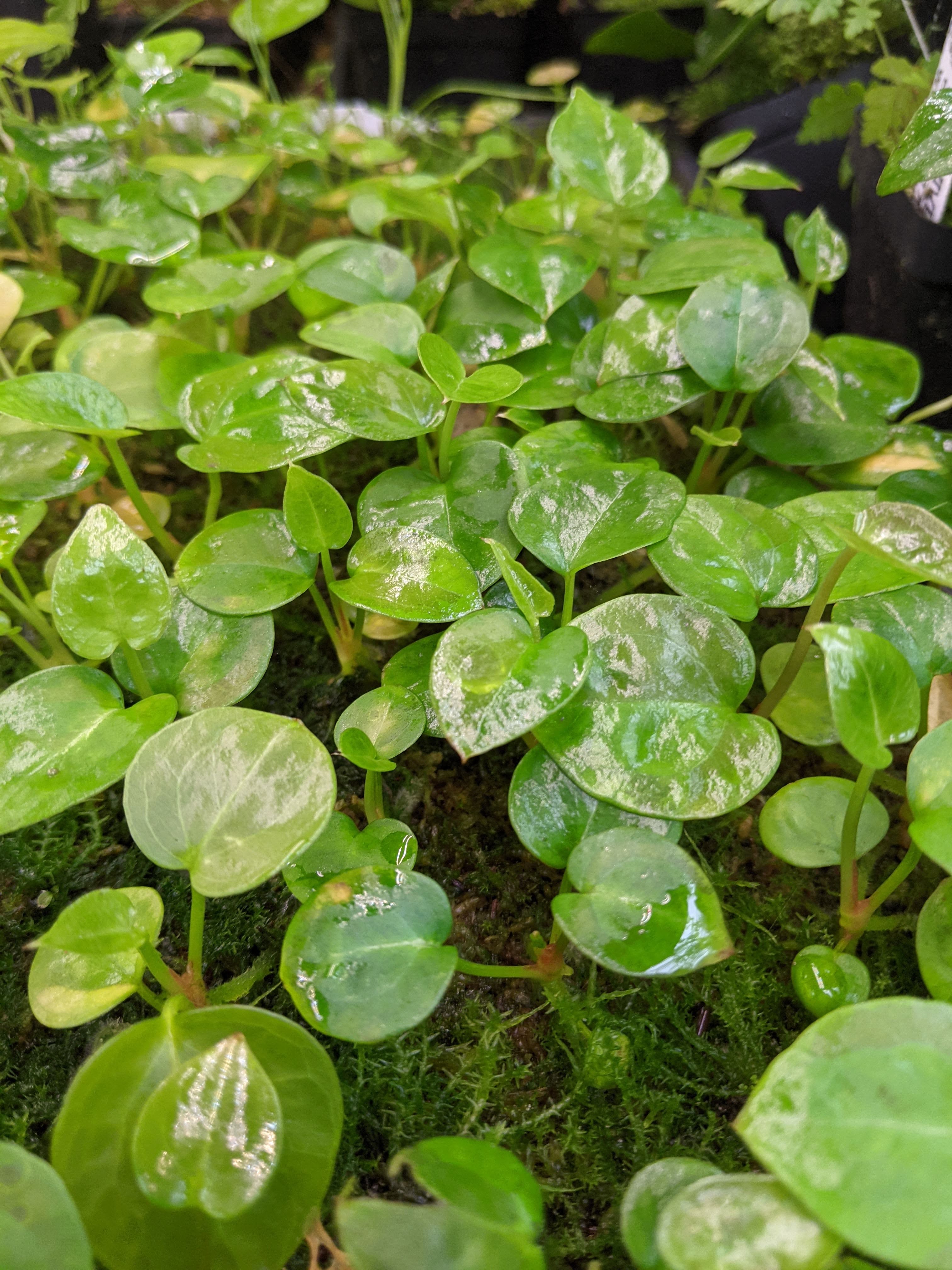 Anthurium forgetii – Carnivero