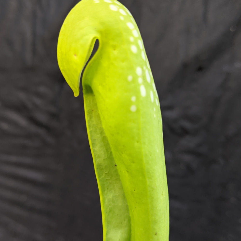 
                      
                        Sarracenia minor var. minor f. viridescens
                      
                    