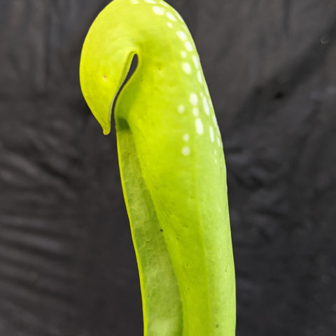 Lime green Sarracenia minor var minor f viridescens pitcher with white speckles on the hood