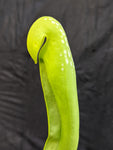 Sarracenia minor var. minor f. viridescens