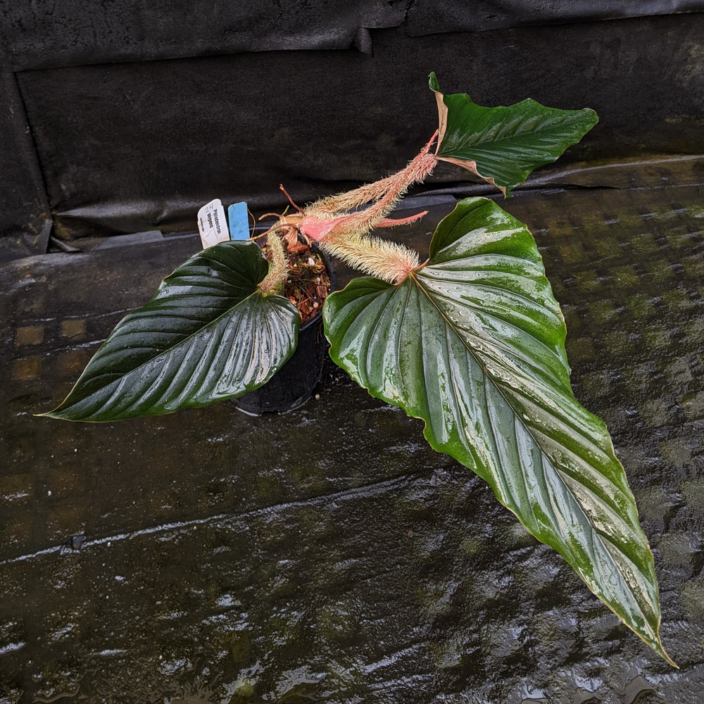 
                      
                        Philodendron serpens
                      
                    