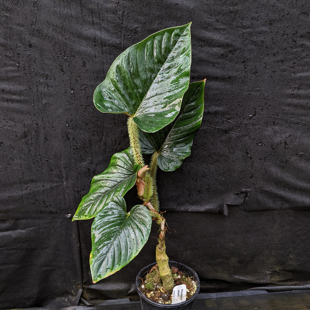 
                      
                        Philodendron serpens
                      
                    