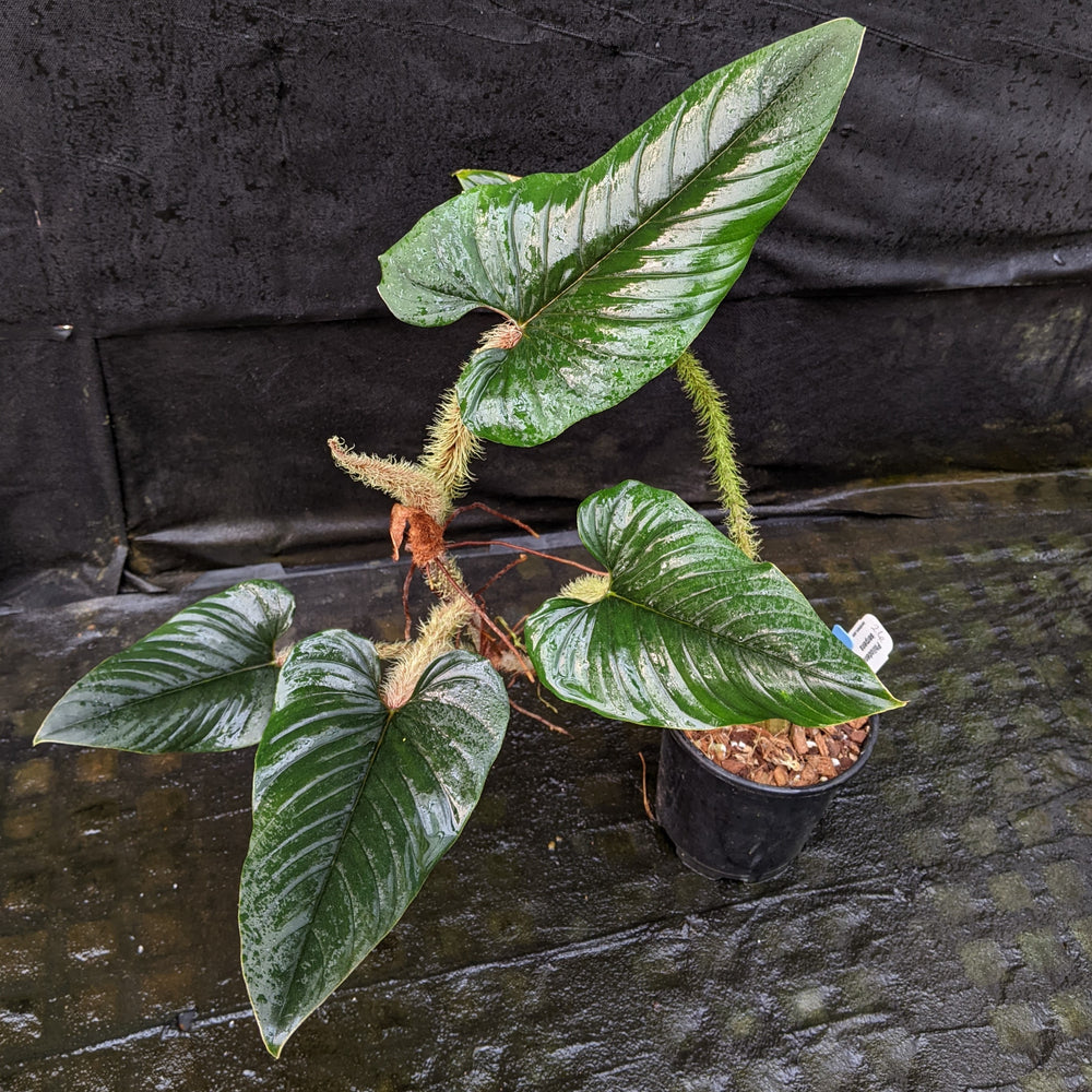 
                      
                        Philodendron serpens
                      
                    