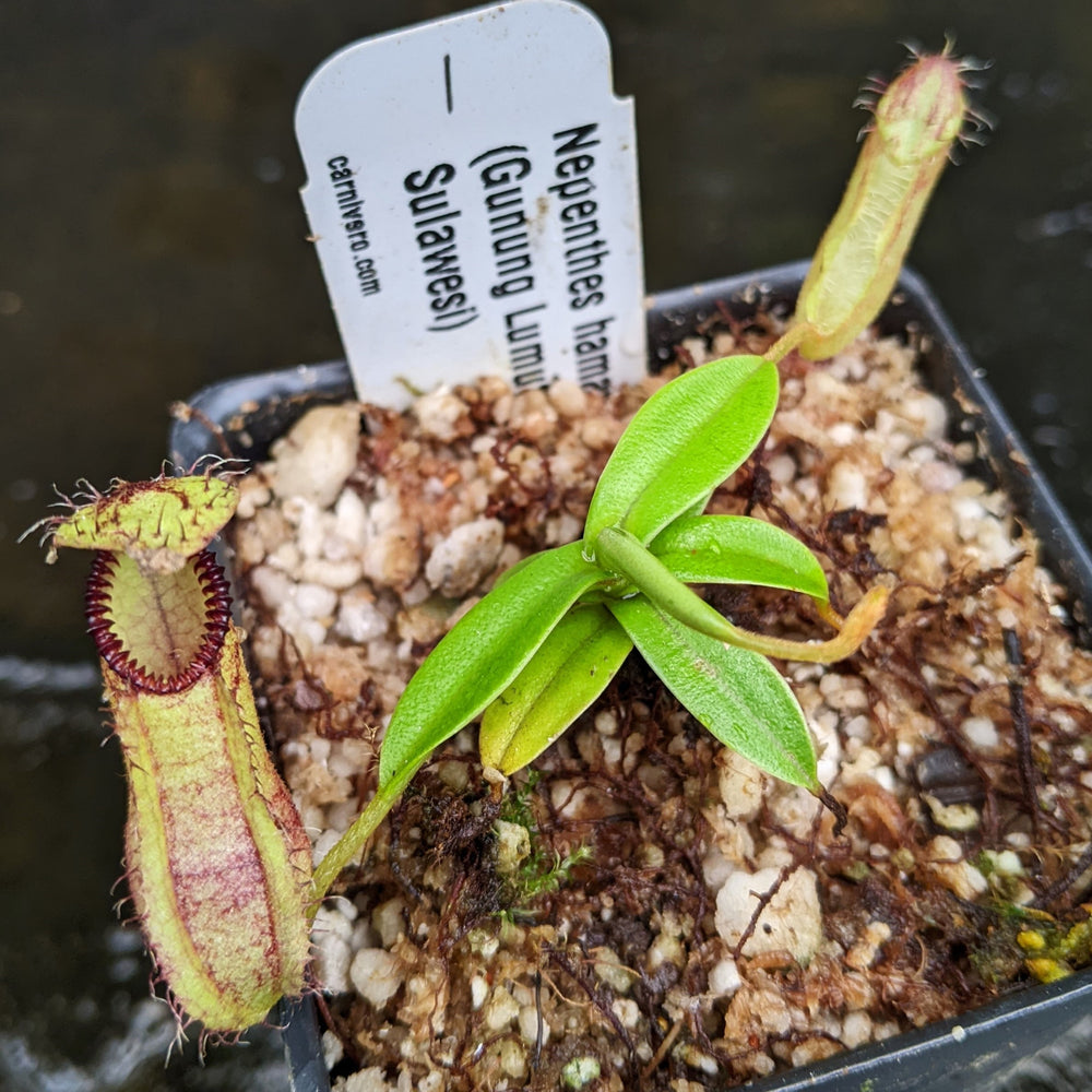
                      
                        Nepenthes hamata, Gunung Lumut Wistuba
                      
                    