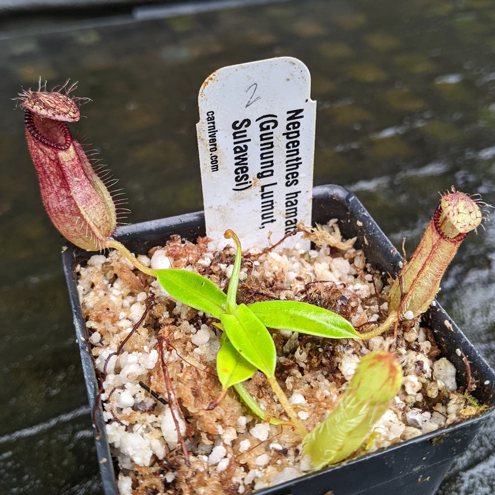 
                      
                        Nepenthes hamata, Gunung Lumut Wistuba
                      
                    