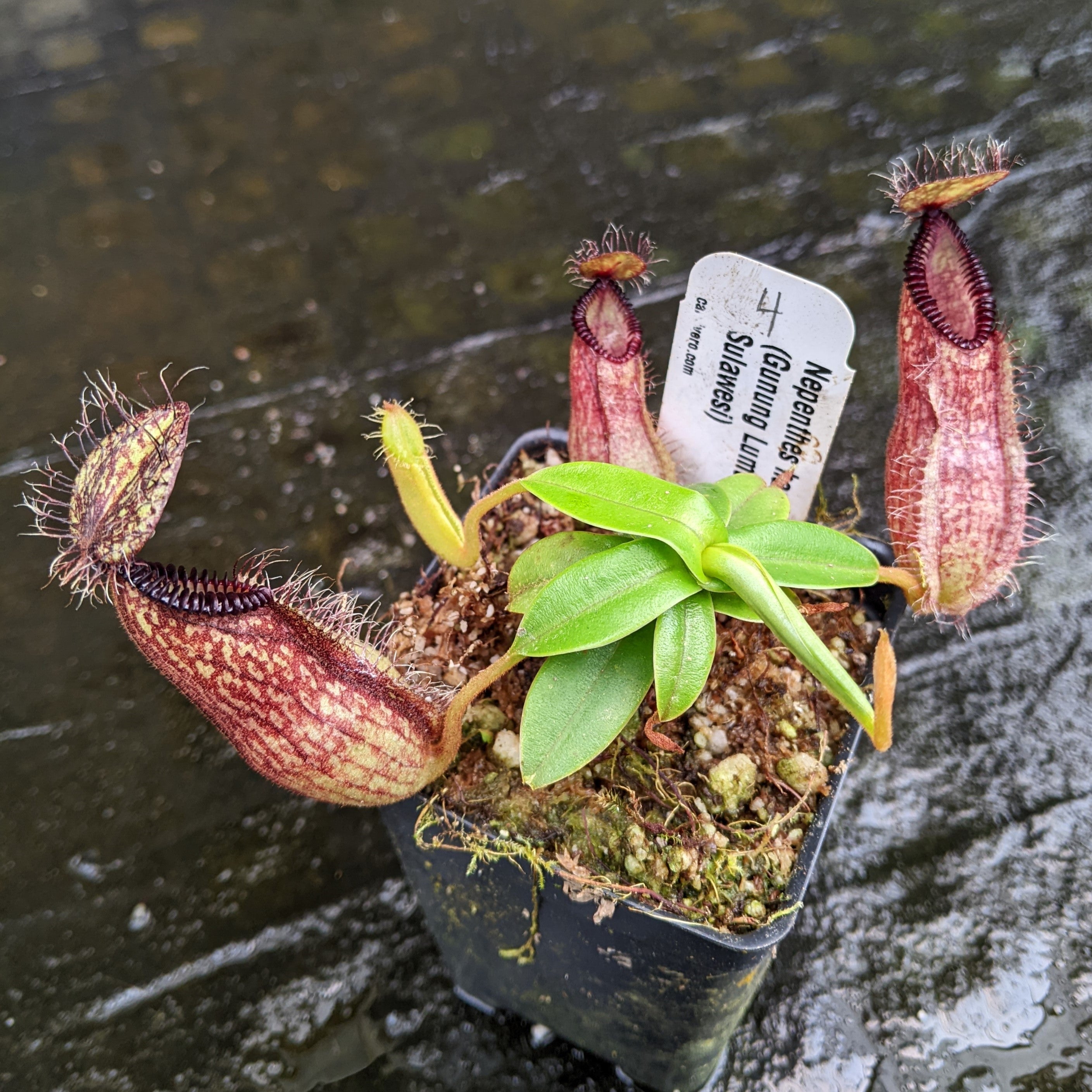 Nepenthes hamata, Gunung Lumut – Carnivero