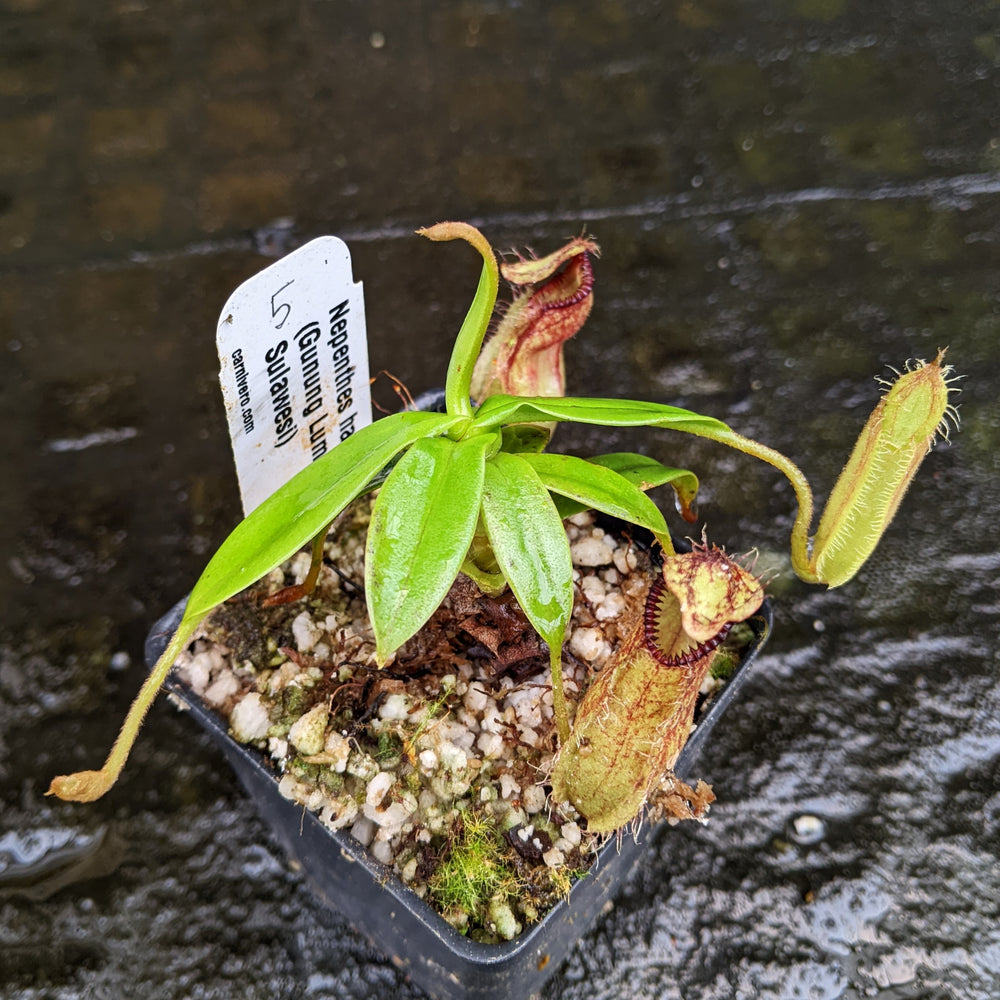 
                      
                        Nepenthes hamata, Gunung Lumut Wistuba
                      
                    