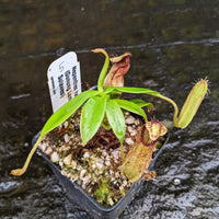 Nepenthes hamata, Gunung Lumut Wistuba