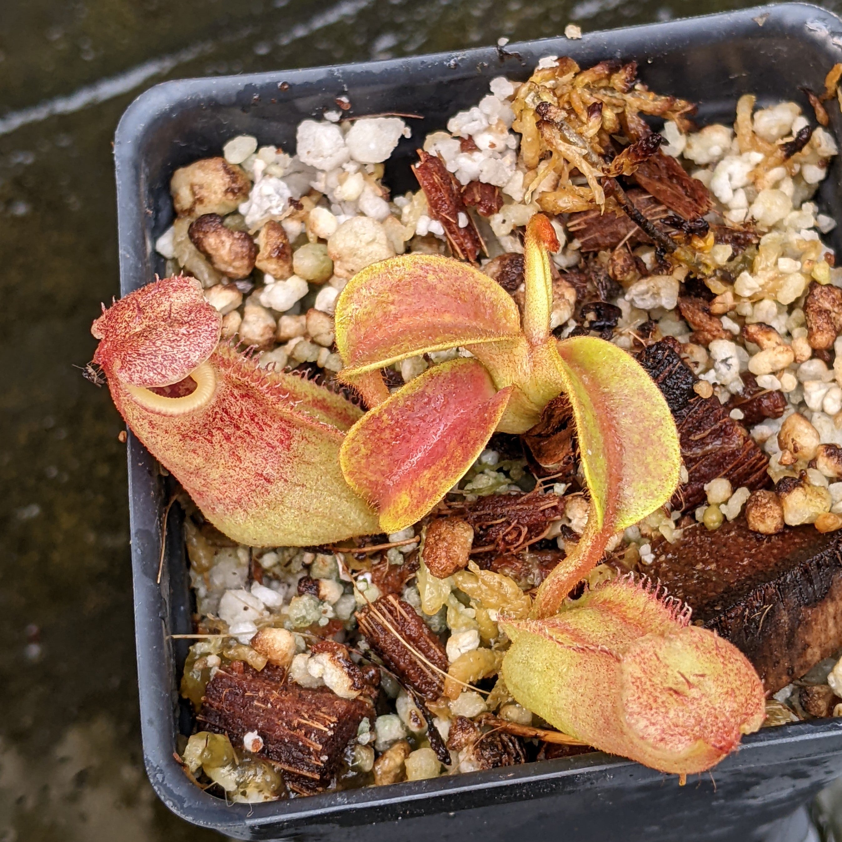 Nepenthes robcantleyi x veitchii, BE-3933 – Carnivero
