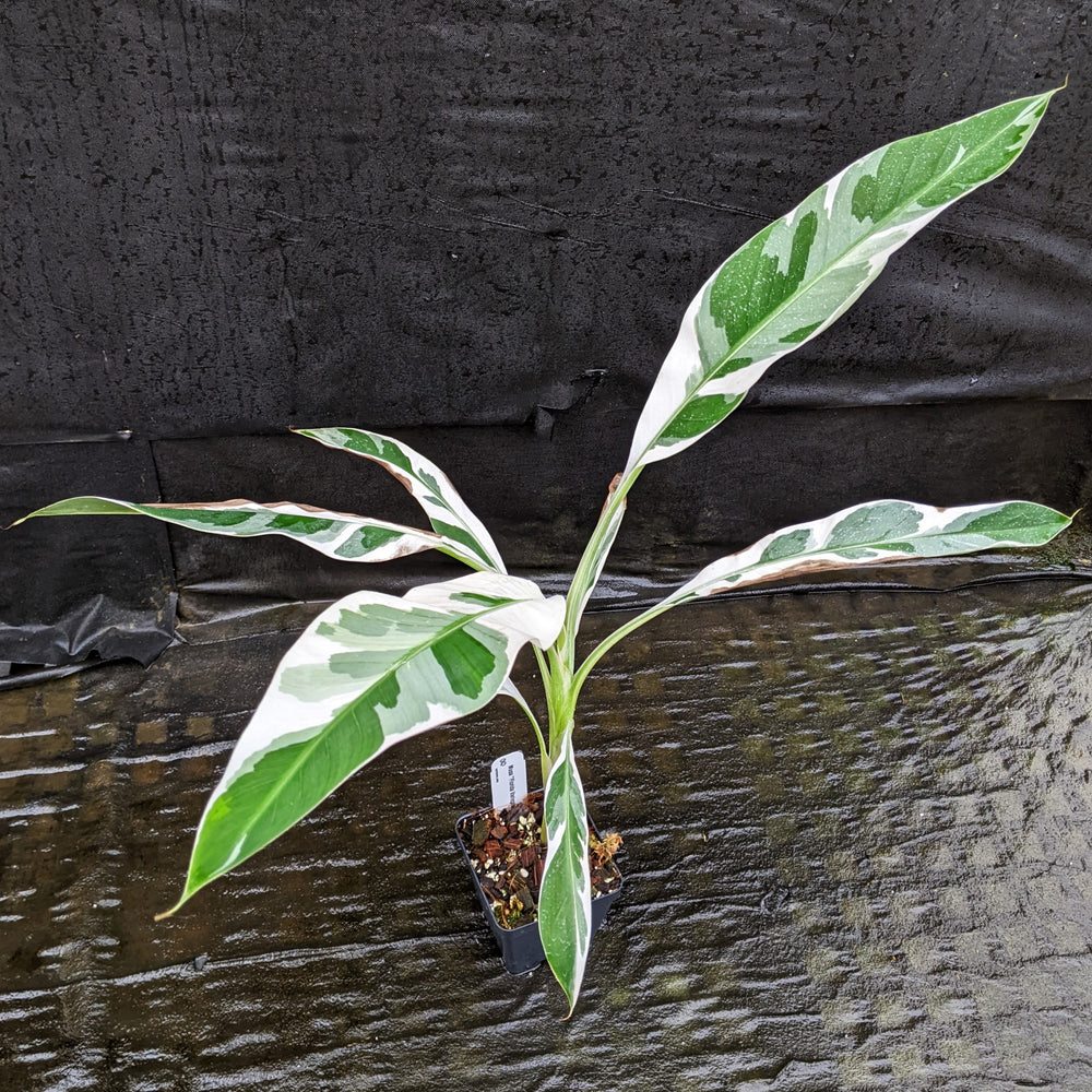
                      
                        Musa "Florida Variegated"
                      
                    
