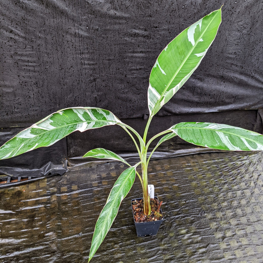 
                      
                        Musa "Florida Variegated"
                      
                    