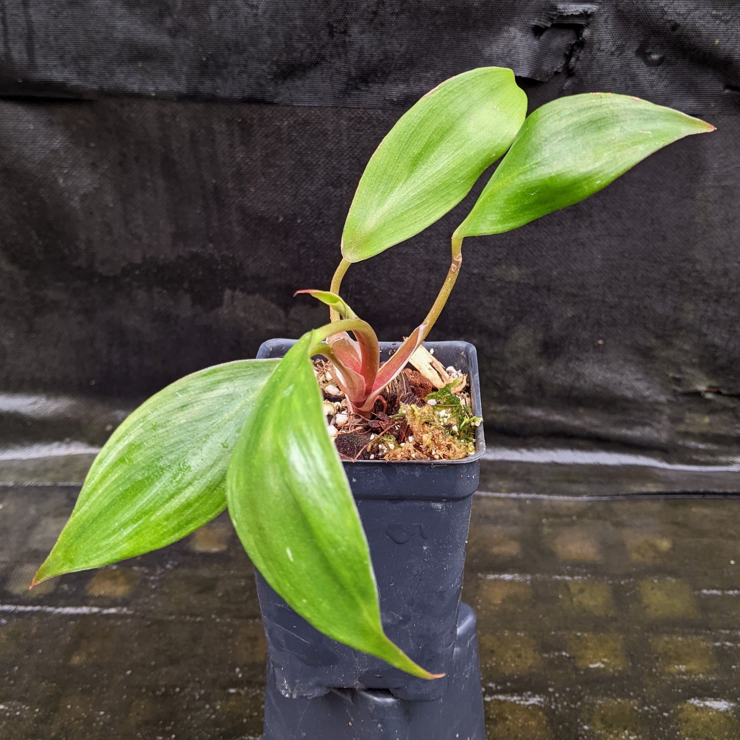 philodendron green leaves red stems Philodendron 'White Knight' – Carnivero