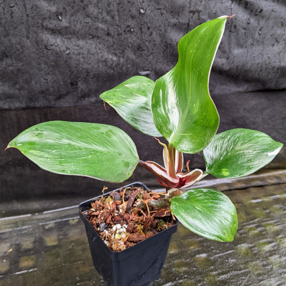 
                      
                        Philodendron 'White Knight'
                      
                    