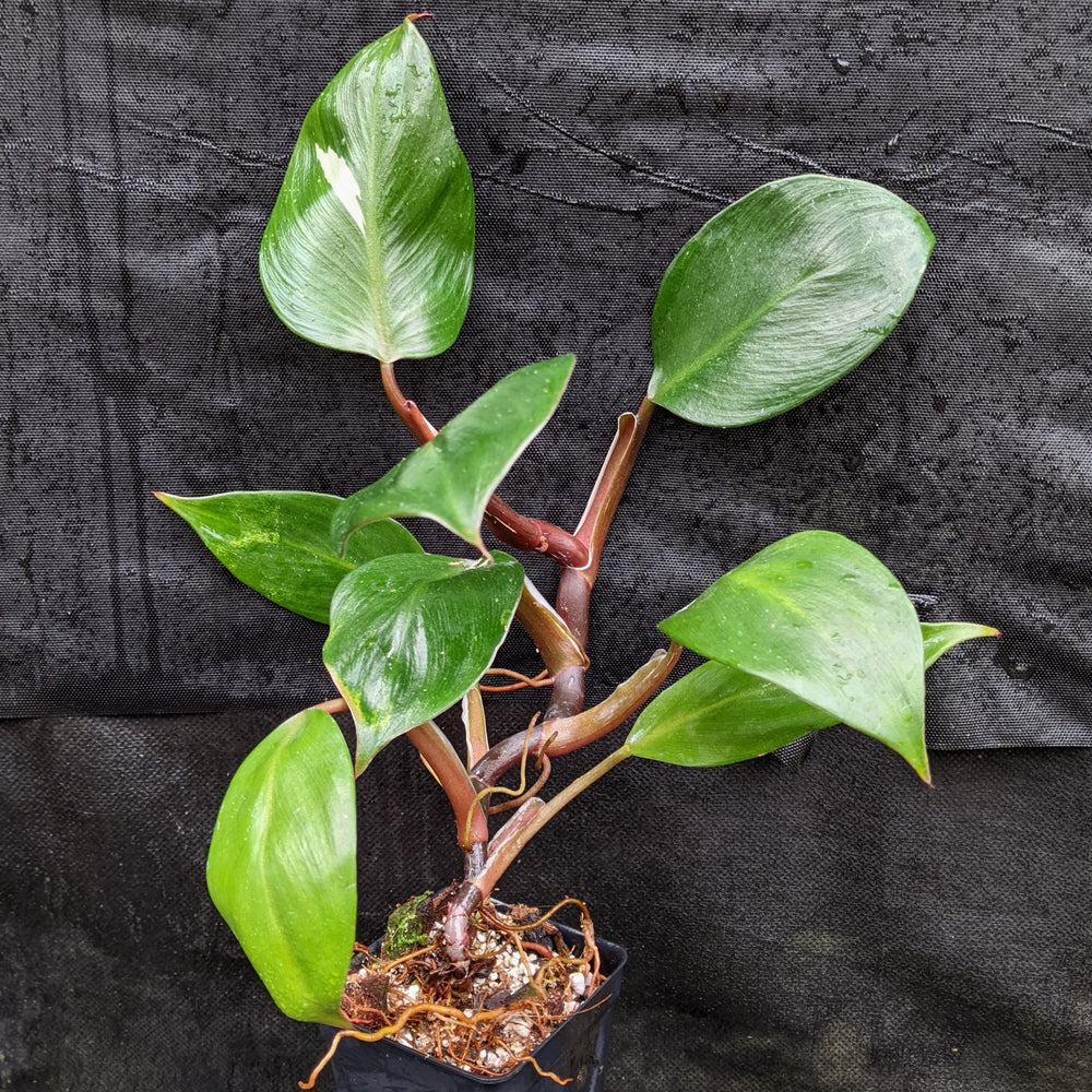 
                      
                        Philodendron 'White Knight'
                      
                    