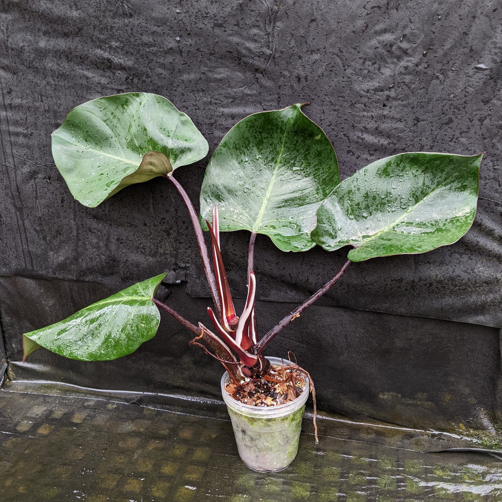 
                      
                        Philodendron 'White Knight'
                      
                    