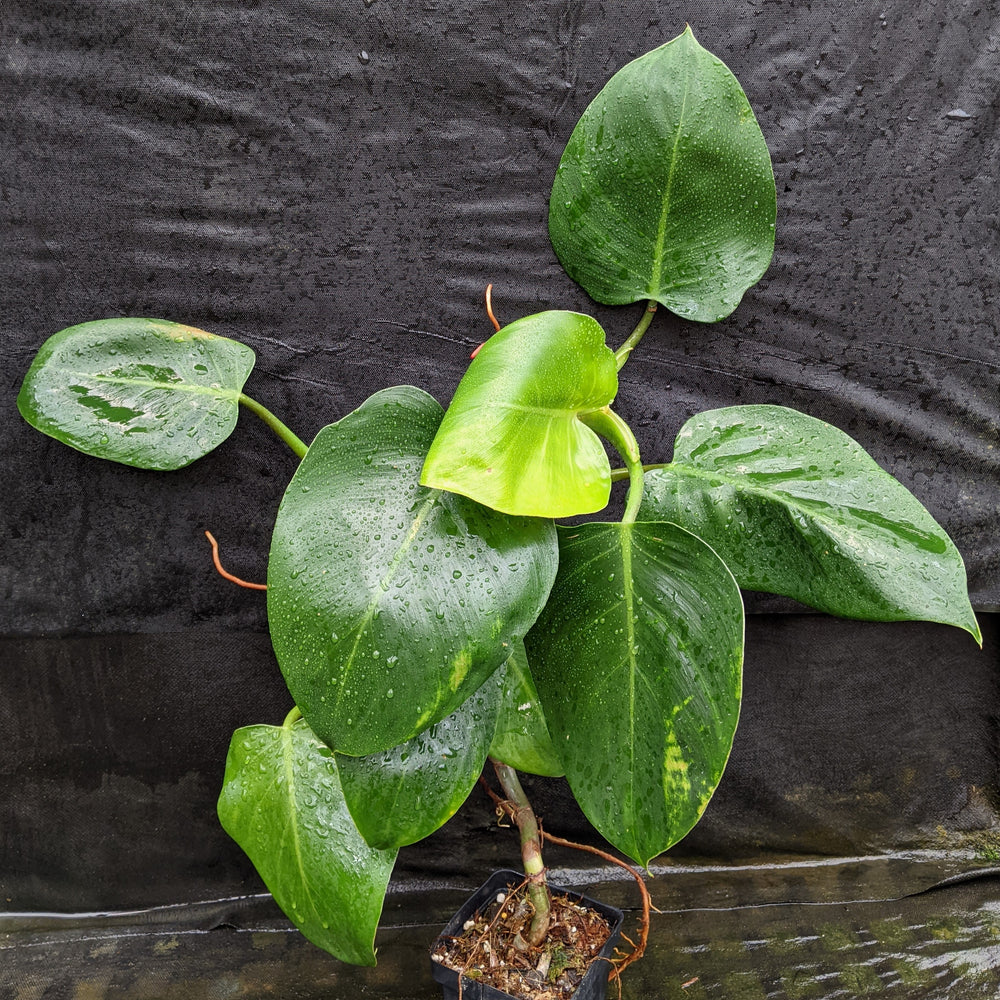 
                      
                        Philodendron 'White Wizard'
                      
                    