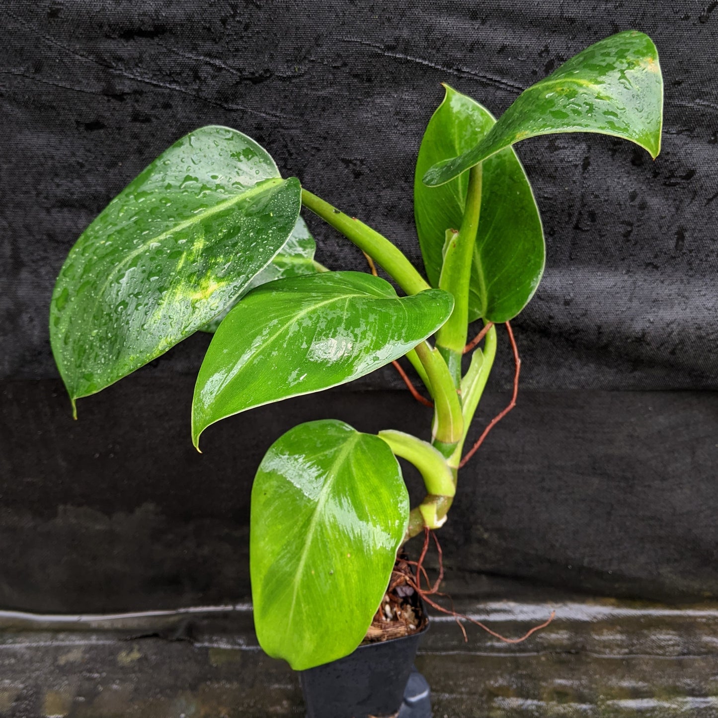 philodendron white wizard tissue culture Philodendron 'White Wizard' – Carnivero