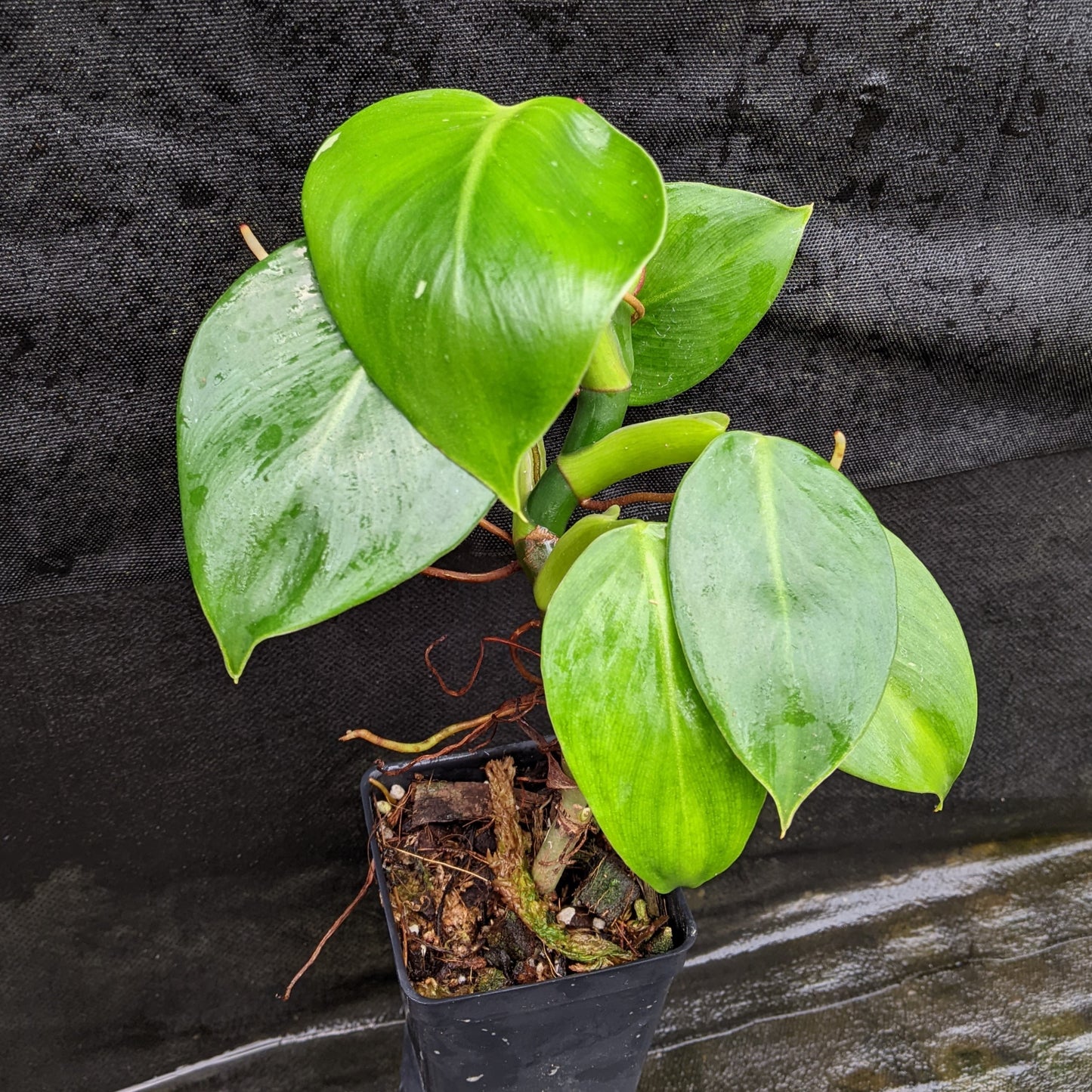 philodendron white spots Philodendron 'White Wizard' – Carnivero