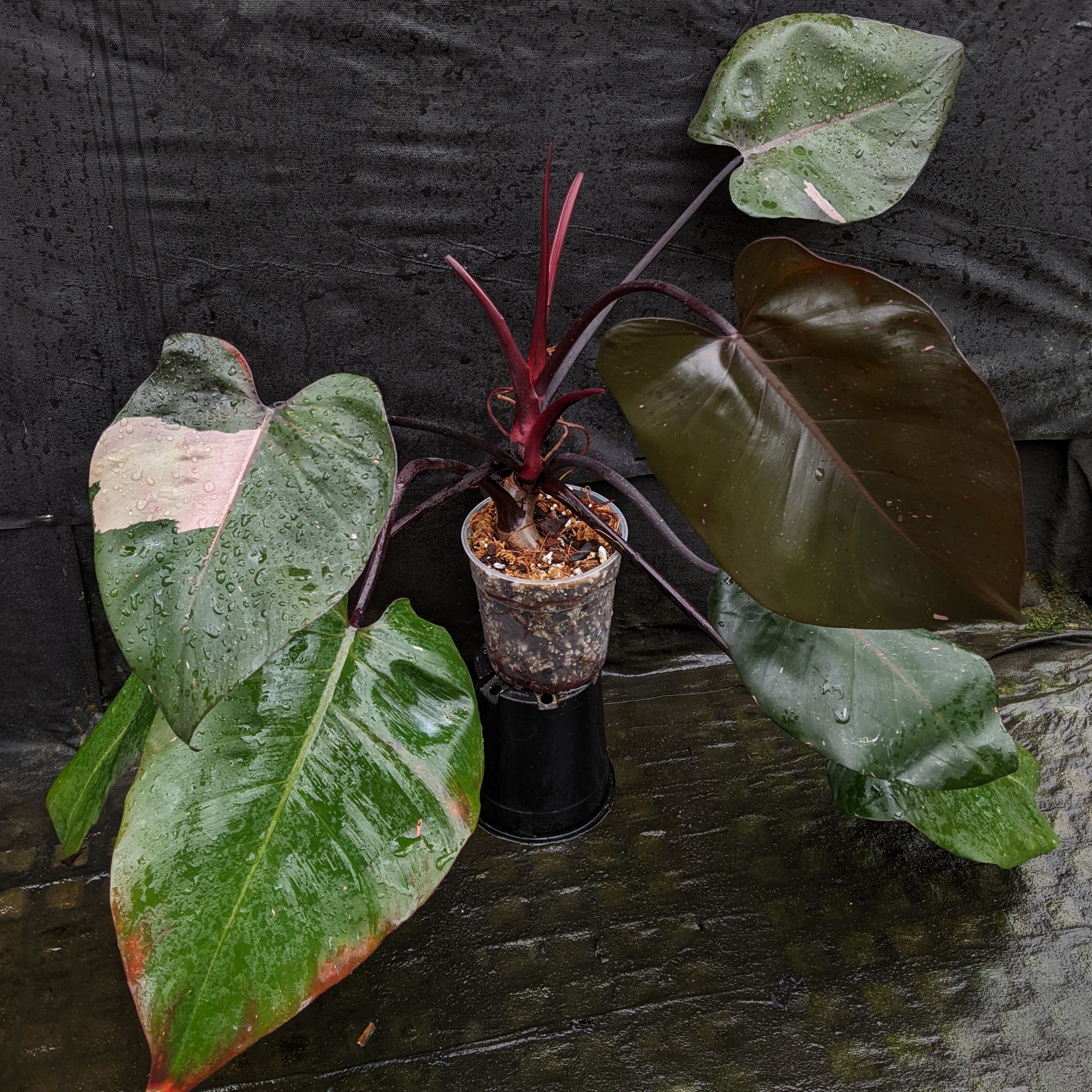 Philodendron 'Pink Princess' – Carnivero