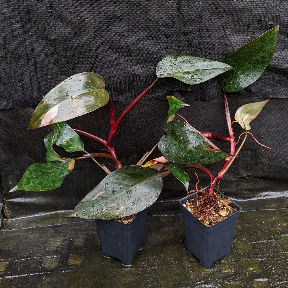 
                      
                        Philodendron 'Pink Princess'
                      
                    