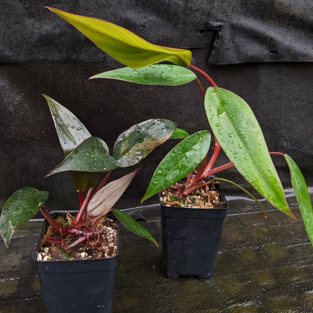 
                      
                        Philodendron 'Pink Princess'
                      
                    