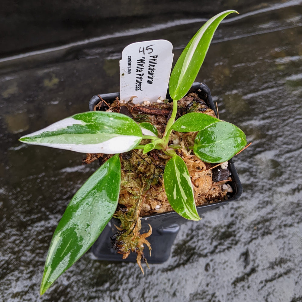 
                      
                        Philodendron 'White Princess'
                      
                    