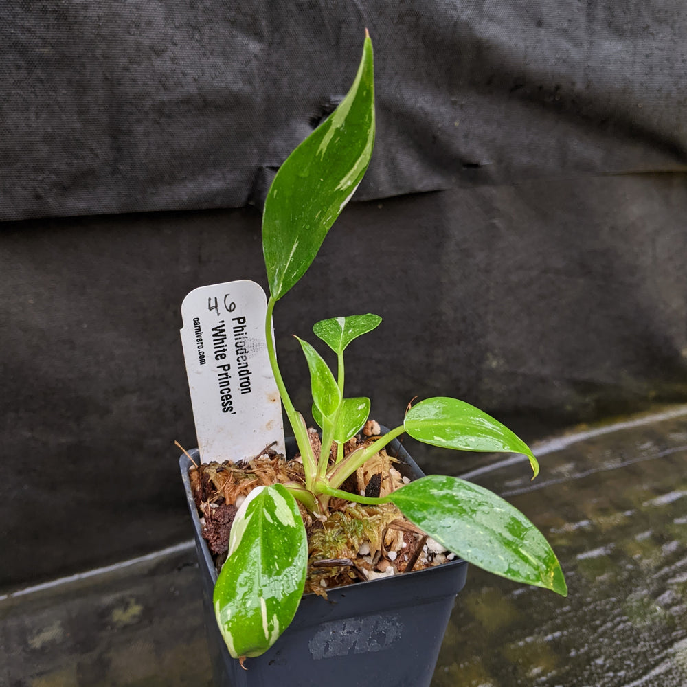 
                      
                        Philodendron 'White Princess'
                      
                    