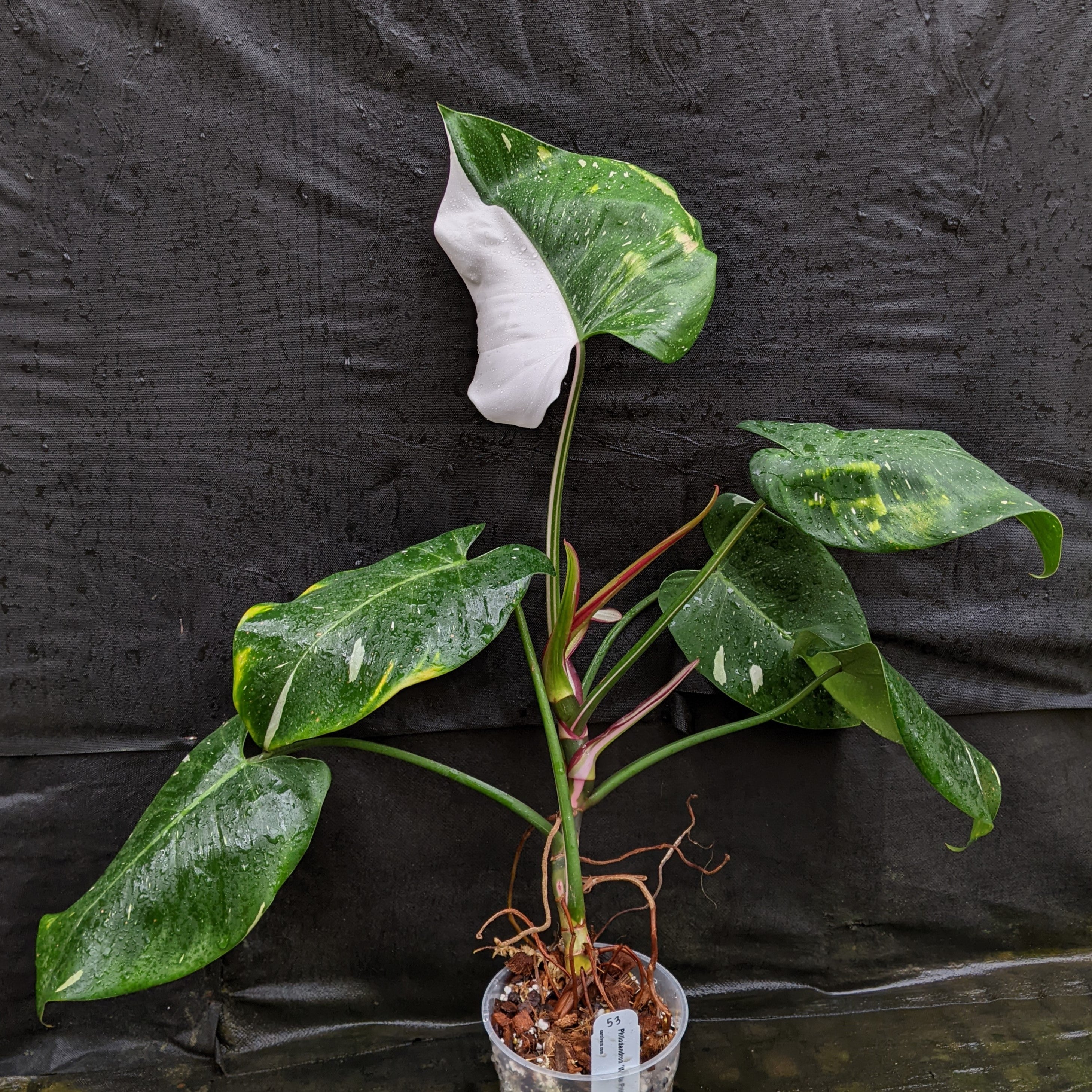 Philodendron 'White Princess' – Carnivero