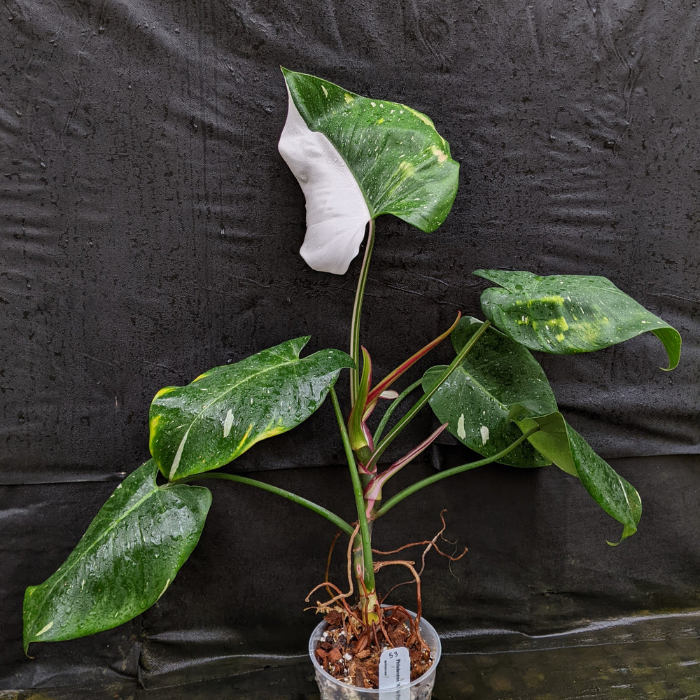 
                      
                        Philodendron 'White Princess'
                      
                    