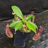 Nepenthes spathulata x gymnamphora, pitcher plant, carnivorous plant, collectors plant, large pitchers, rare plants
