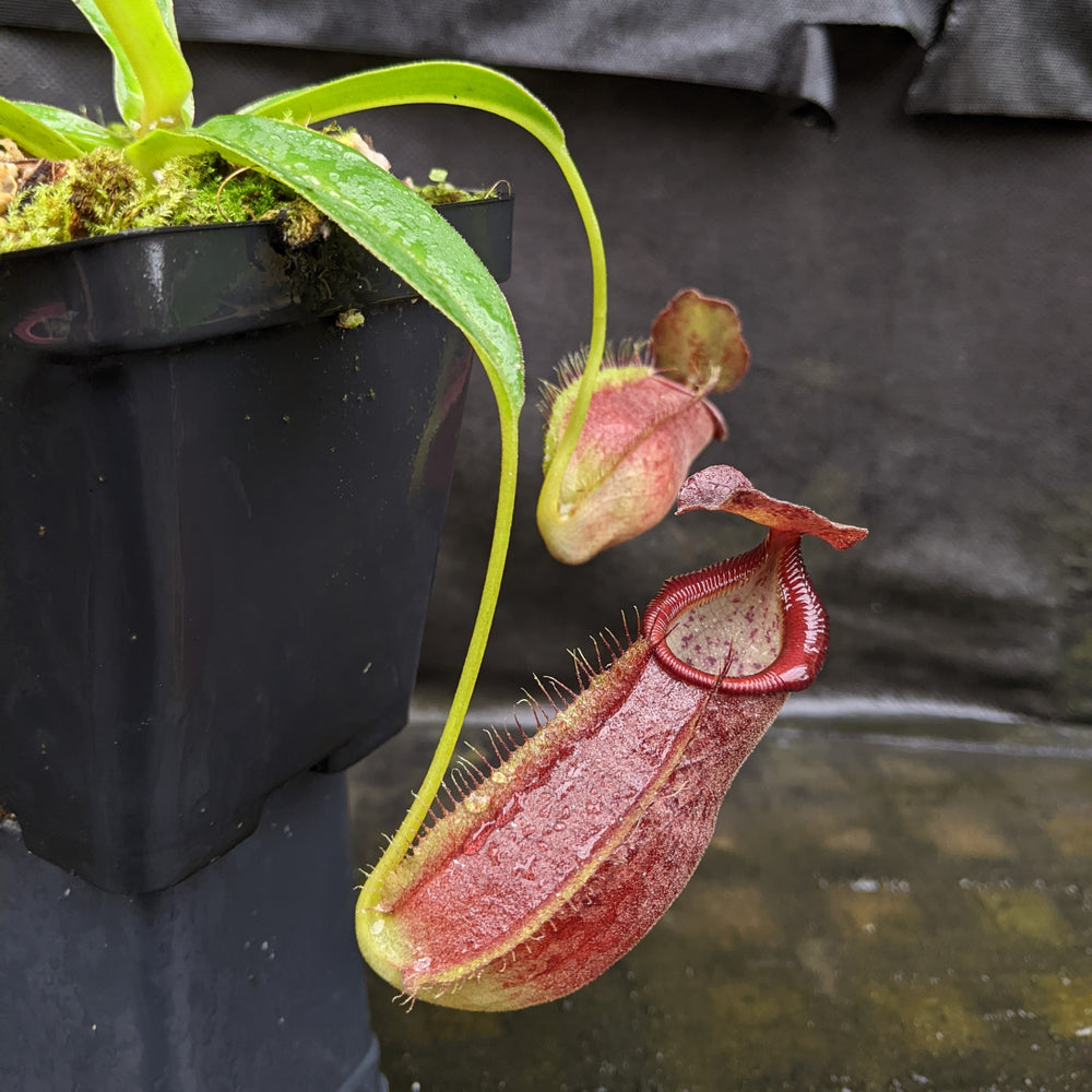 
                      
                        Nepenthes spathulata x gymnamphora, pitcher plant, carnivorous plant, collectors plant, large pitchers, rare plants
                      
                    