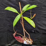 Nepenthes Rokko "Exotica" x boschiana