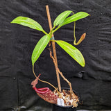 Nepenthes Rokko "Exotica" x boschiana - Exact Plant 05/14/23