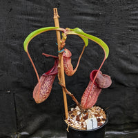 Nepenthes Rokko "Exotica" x boschiana