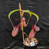 Nepenthes Rokko "Exotica" x boschiana - Exact Plant 05/14/23