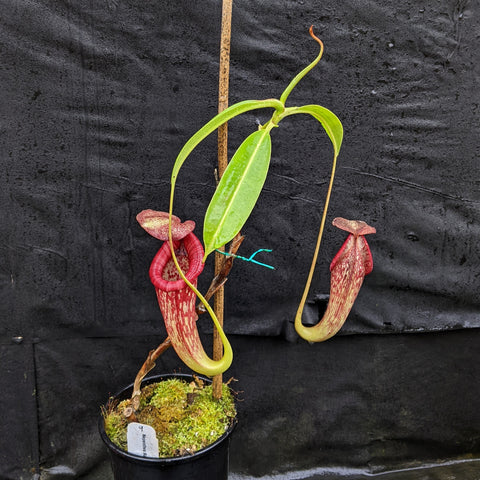 Nepenthes Rokko Exotica x boschiana in a pot with green leaves and long red pitchers supported by a stake against a black background