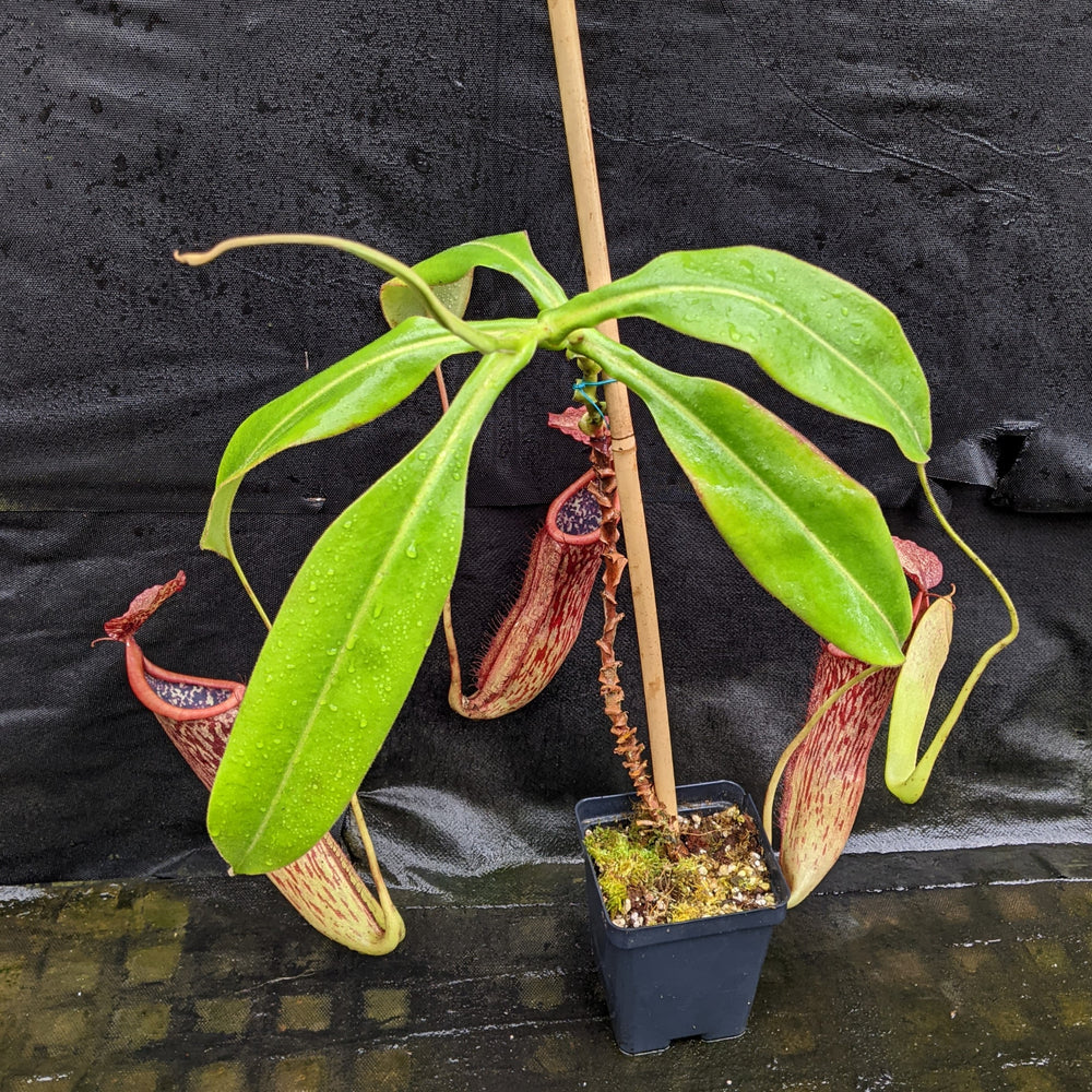 
                      
                        Nepenthes smilesii x (maxima x glandulifera), CAR-0077
                      
                    