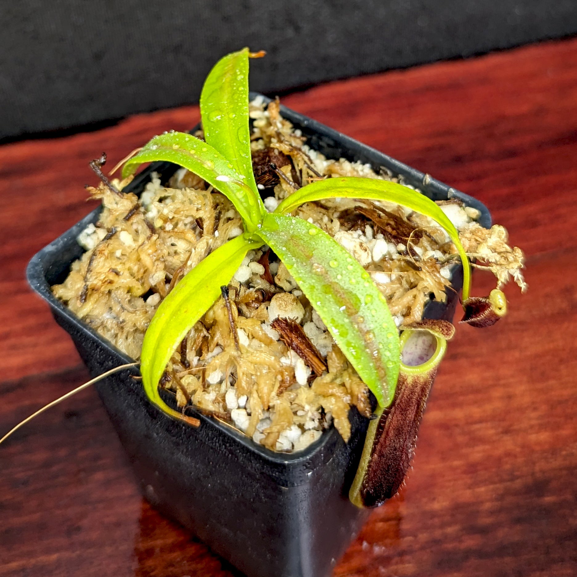 Nepenthes izumiae, BE-3925 – Carnivero