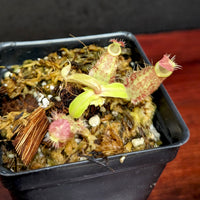 Nepenthes ampullaria [Tricolor x (William's Red x Harlequin)], CAR-0198
