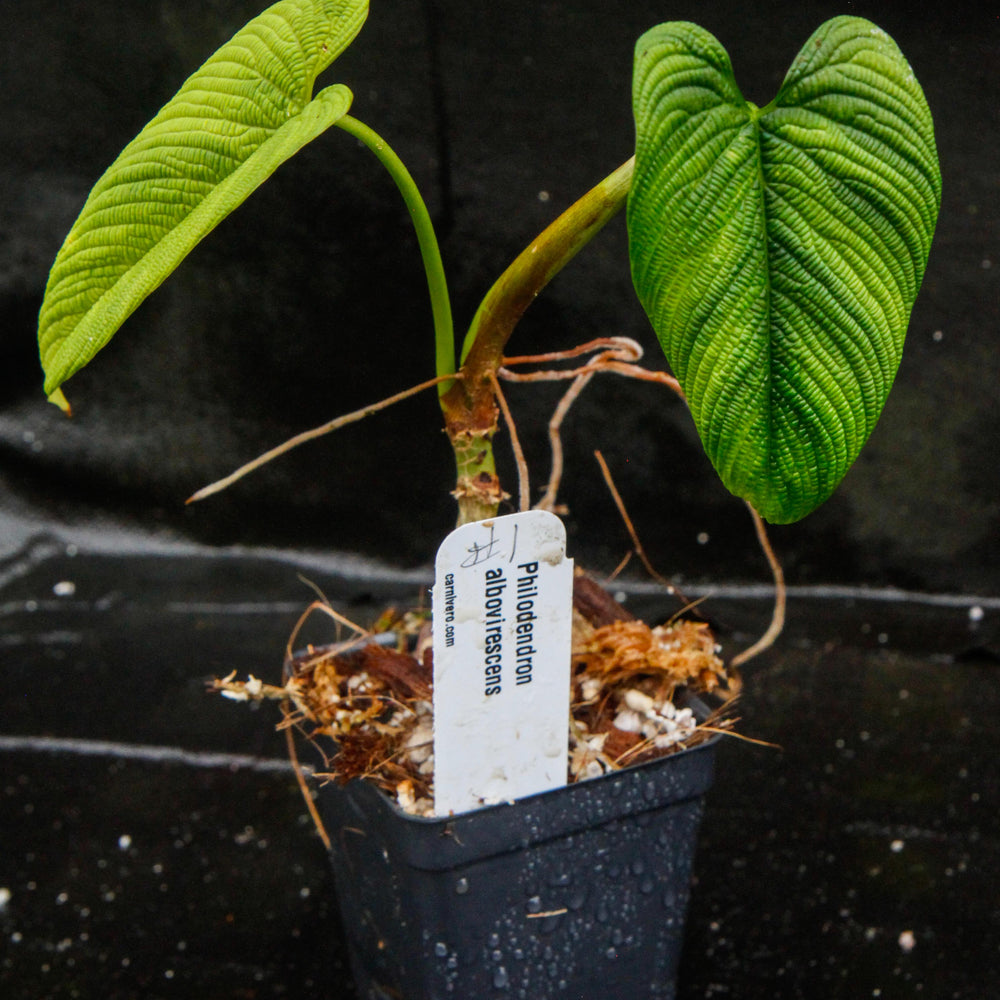 albo philodendron price Philodendron albovirescens – Carnivero