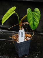 Philodendron albovirescens