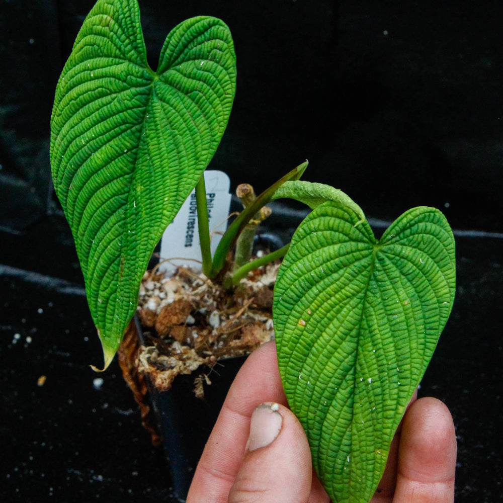 
                      
                        Philodendron albovirescens
                      
                    