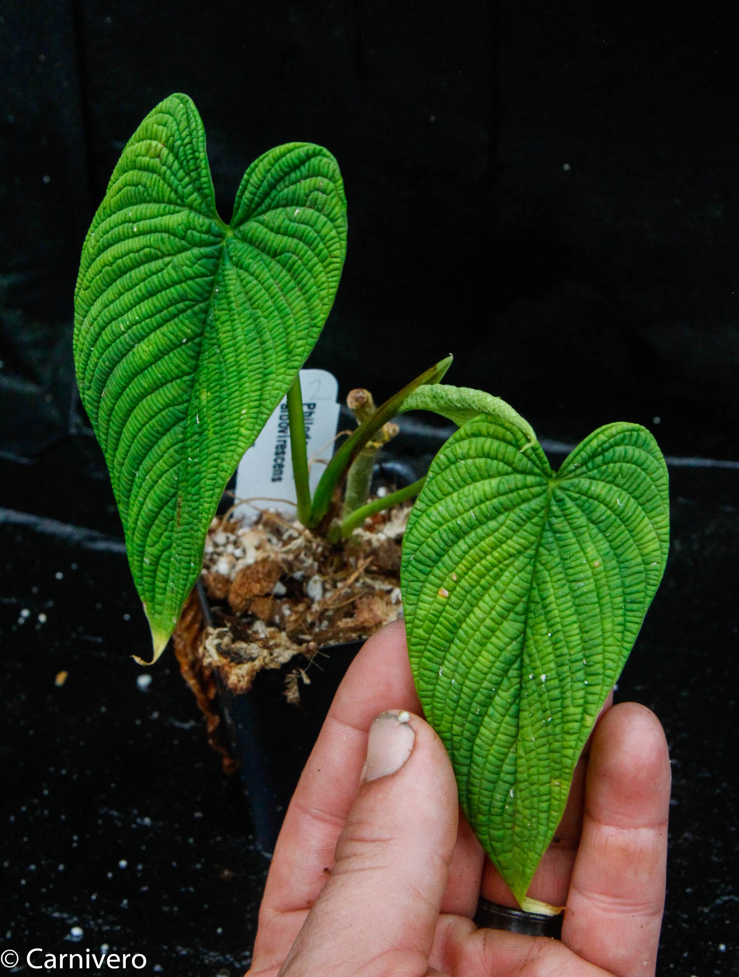 philodendron albovirescens Philodendron albovirescens – Carnivero