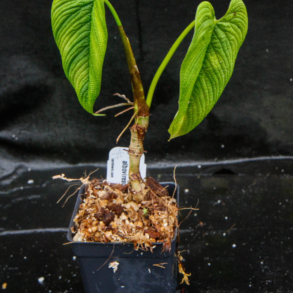 
                      
                        Philodendron albovirescens
                      
                    
