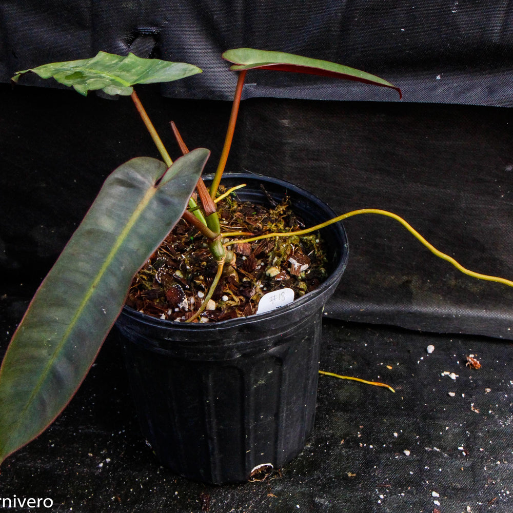 
                      
                        Philodendron atabapoense
                      
                    