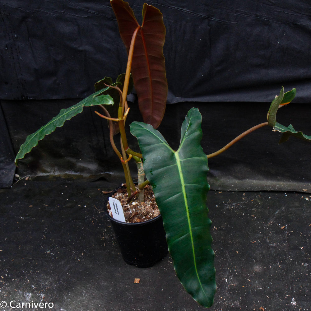 
                      
                        Philodendron atabapoense
                      
                    