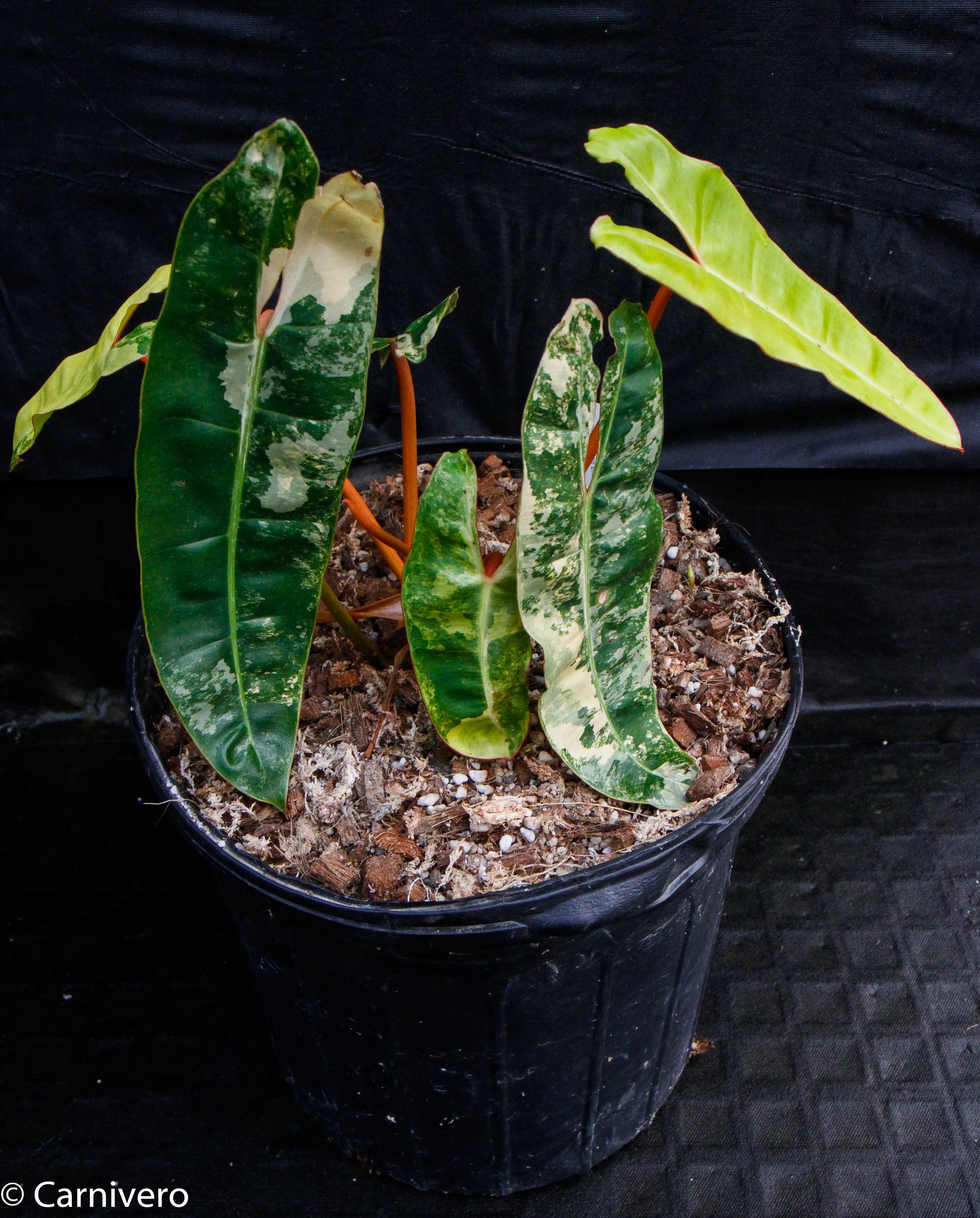 Philodendron billietiae variegated – Carnivero