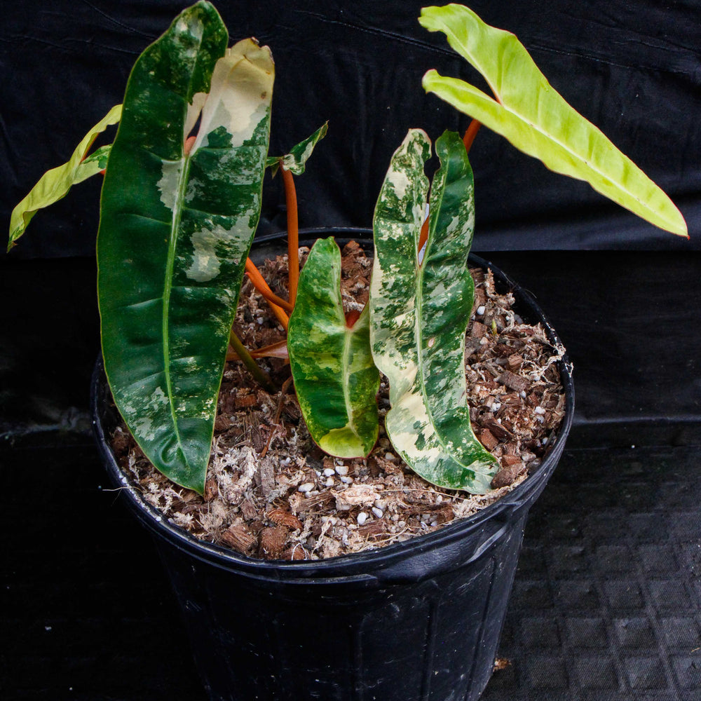 
                      
                        Philodendron billietiae variegated
                      
                    